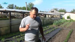 СЛАДКИЙ ПЕРЕЦ ПОСАДКА ПО ДВА В ЛУНКУ  СХЕМА ПОСАДКИ