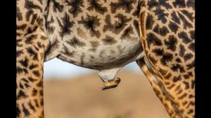 Волоклюй: Спасают от паразитов всех крупных животных в Африке.