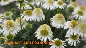 Echinacea Delicious Nougat®