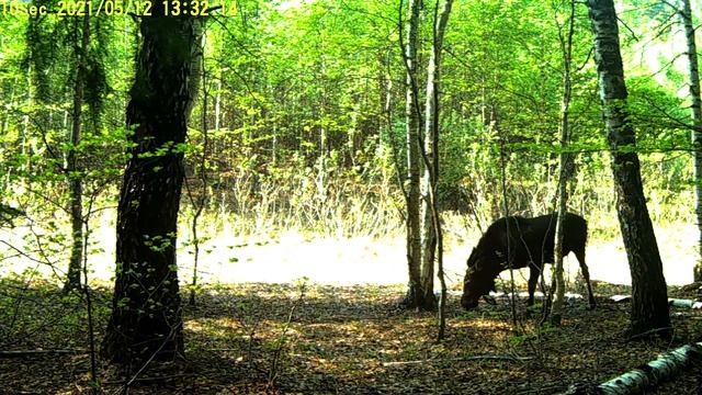 Худенький лось на болоте смотреть онлайн