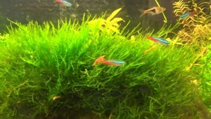 Эволюция аквариума за год.  (50 литров)