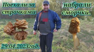 В лес за первыми грибами строчками, неожиданно набрали сморчковую шапочку. 29 апреля 2023год.