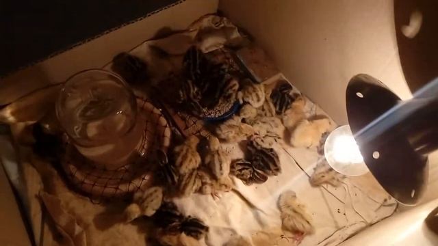 Суточные перепела. Какой уход им необходим?