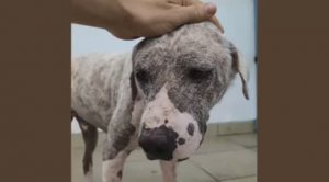 Голодная и раненная собака на заправке за месяц превратилась в счастливого пушистого красавчика