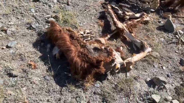 Алтай 2024.Остатки горного яка в горах. смотреть онлайн