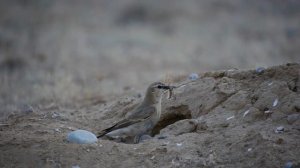Каменка-плясунья с гусеницей перед норой