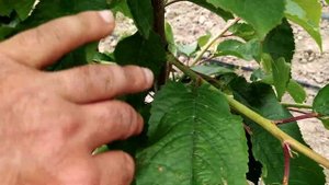 Формировка черешни. Основные правила формировки черешни всех осевых систем. Sweet cherry formation.