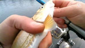 РЫБАЛКА. Приморский Край Краснопёрка (Угай) @fishermanDV