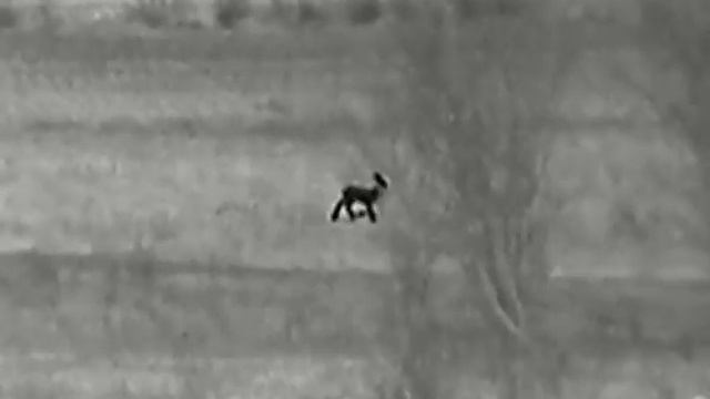 Как видит тепловизор HIKMICRO OWL OH35 смотреть онлайн