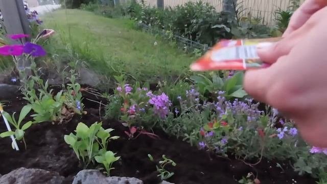 ЭТА КЛУМБА ЗАЦВЕТЕТ СНОВА, ЦВЕТОЧНЫЙ МИКС, ПЕРВОЦВЕТЫ ОТЦВЕЛИ, СЕЕМ И САЖАЕМ ЦВЕТЫ