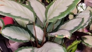 мини обзор калатеи после пересадки