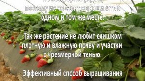 Выращивание ягод. Посадка, уход