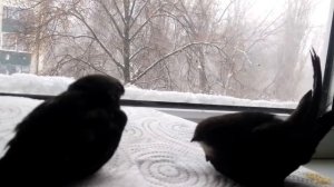 2021-25-12 | Зимующие стрижи наблюдают за снегопадом
