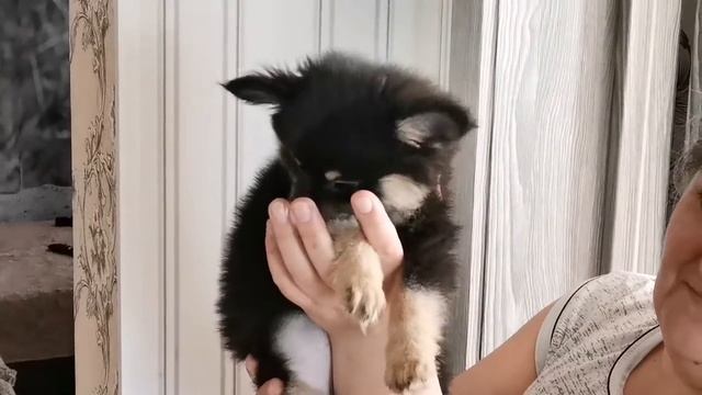 Малосольная мойва. смотреть онлайн