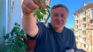 Укореняем пасынки томатов. Пригодится...!