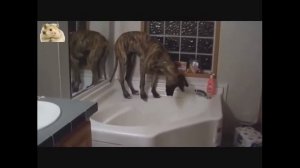 Нереально прикольный Немецкий дог. TOP Funniest Great Dane Dogs