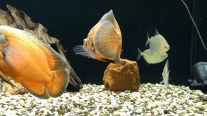 Метиннис серебристый (серебряный доллар)