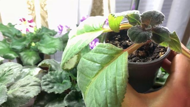 Теперь растут как на дрожжах ! Что нужно для быстрого роста и цветения !!! смотреть онлайн