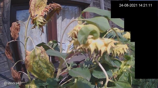 Кто ест семечки подсолнуха? 24 авг 2021 смотреть онлайн