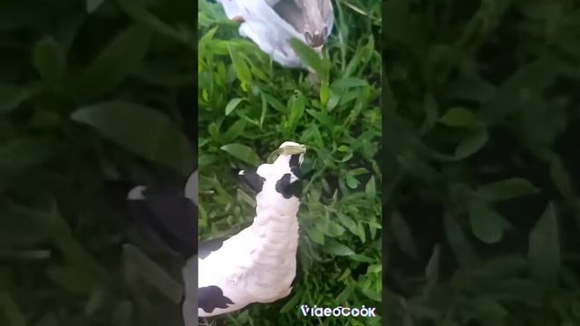 лошади шляйх играют в игру в правда или действие🦄 смотреть онлайн