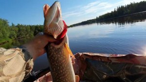 ЩУКА на БУЛЮ #рыбалка #щука #спиннинг #fishing #pike #pikefishing