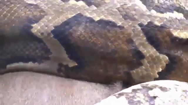 Giant Anaconda vs Jaguar vs human Python vs Tiger vs Lion Python vs Leopard Python kills deer смотреть онлайн