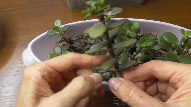 ДЕНЕЖНОЕ ДЕРЕВО ТОЛСТЯНКА ОТПРАВКА ПОСЫЛКИ