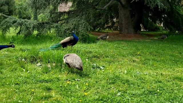 Красивый Танец ПАВЛИНОВ || Peacock Dance || Tavus Kuşu Dansı