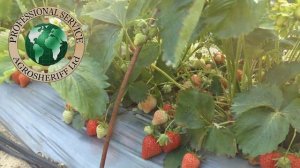 ?Клубника на пленке. Потрясающий # урожайклубники