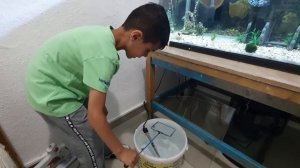 Разведение моллинезий. Моллинезии балон. Живородящие рыбы. Живородки.