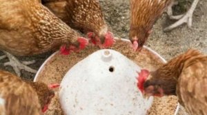 Курица клюет яйцо. Основные причины и способы устранения расклева яиц.