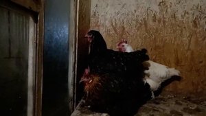 ПАСТЕРЕЛЛЕЗ куры дохнут, хрипят, гребень синеет.