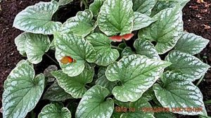 Бруннера крупнолистная Лэнгтриз ? обзор: как сажать, саженцы бруннеры Лэнгтриз