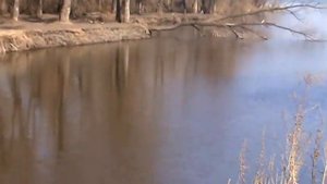 Видео. Устье реки Тула, притока Оби. Полноводная.