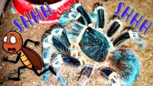 Птицеед против таракана. Предсмертное шипение мадагаскарского таракана