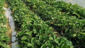 Клубника без подкормки, сорт Клери второй год. Не плохой урожай!