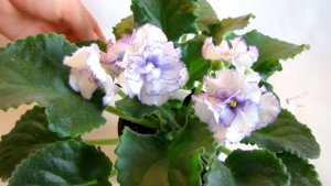 ЛЕ-Выпускница (Е. Лебецкая). Фиалка. Стандарт. Юлия Датта