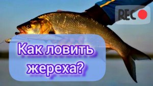 КАК ЛОВИТЬ ЖЕРЕХА ЛЕТОМ? Ловля КРУПНОГО ЖЕРЕХА в Летний период. Места и Приманки Для Ловли ЖЕРЕХА