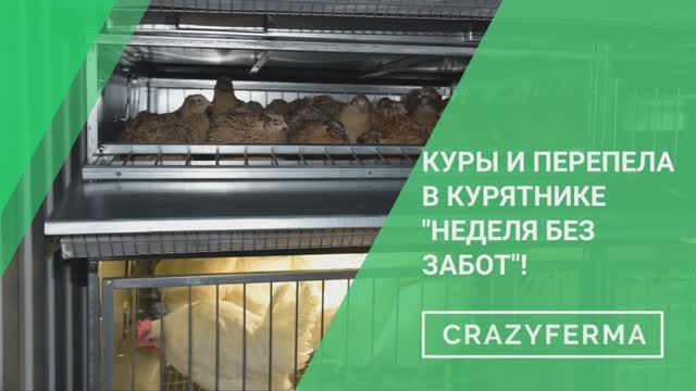 Курятник 2 в 1! Совместное содержание перепелов и кур-несушек! Смотрите как это возможно_