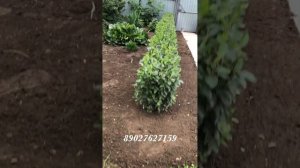 КИЗИЛЬНИК БЛЕСТЯЩИЙ. ФОРМИРУЕМ ЖИВУЮ ИЗГОРОДЬ