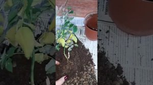 РОЗЫ? Бенгальская и Кордана. Хлороз листьев. ? ПЕРЕСАДКА #комнатные_растения #розы