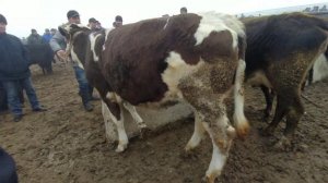 УЗБЕКИСТАН МАРХАМАТ МОЛ БОЗОРИ ЙАНГИ НАРХЛАРИ БУГУН БОЗОР БОШКАЧА БУЛДИ ГУНАЖИНЛАР НАРХЛАРИ