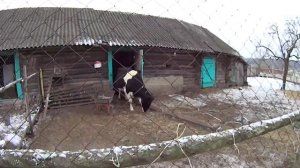 5 минут деревенской жизни //Белорусская деревня // Семья Лях