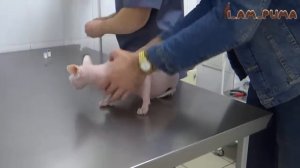 Как пума Месси и сфинкс Кира ходили в больницу How puma Messi and sphinx Kira went to the hospital