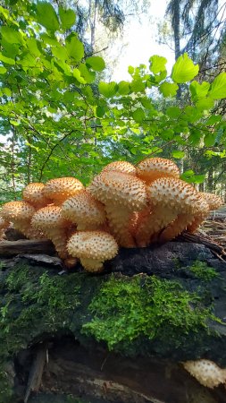 🍄Грибы со вкусом половой тряпки👉Чешуйчатка обыкновенная