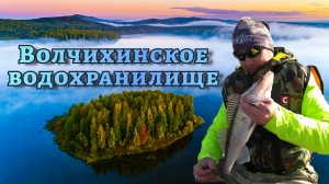 Судак Волчихинского  водохранилища