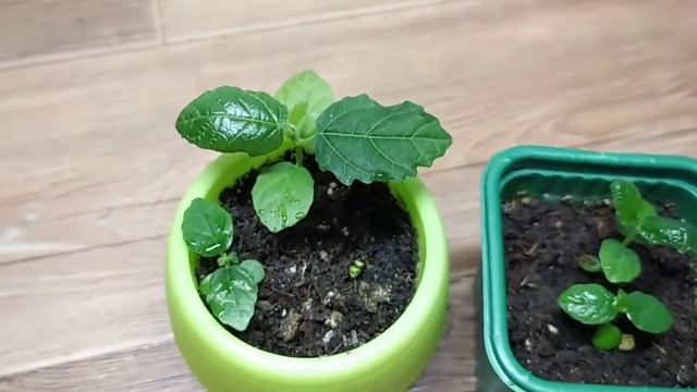 ИНЖИР ИЗ СЕМЯН В ДОМАШНИХ УСЛОВИЯХ * ЧАСТЬ 2 смотреть онлайн