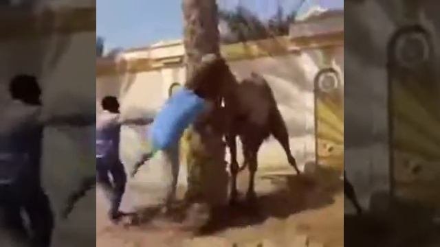 Верблюд не только плюется