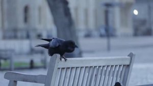 The ravens at the Tower of London
