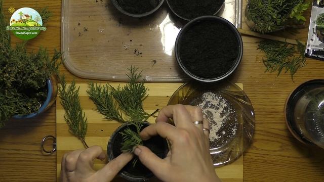 Размножение хвойных черенками